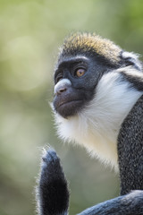Lesser spot nosed monkey