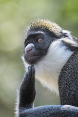 Lesser spot nosed monkey