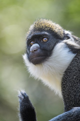 Lesser spot nosed monkey