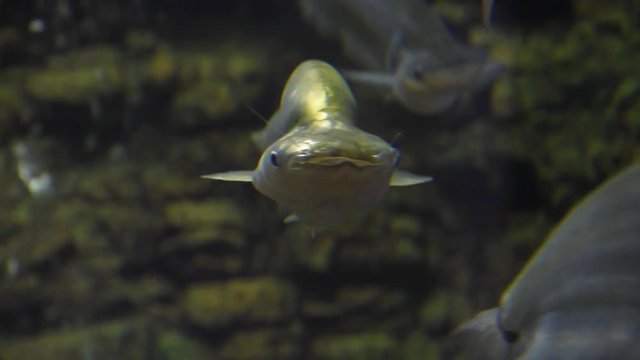 Freshwater fish and aquatic organisms