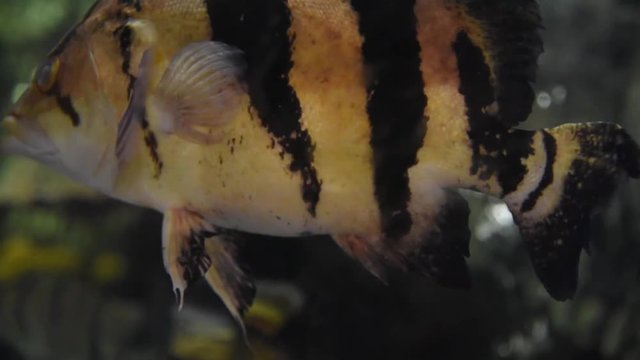 Freshwater fish and aquatic organisms