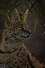 Closeup portrait of a Serval