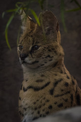 Closeup portrait of a Serval