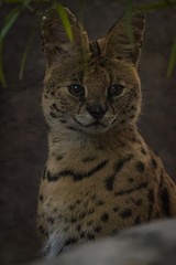 Closeup portrait of a Serval