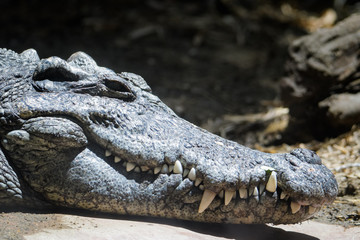 Siamese crocodile