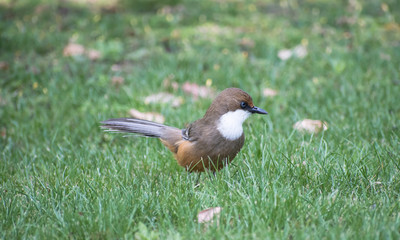 Whitethroated Laughingthrush