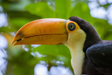 Closeup of a young Toco Toucan eating a fruit