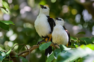 A pair of White headed buffalo weavers showing a territorial display