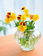 花瓶に入れたビオラの花、春、室内