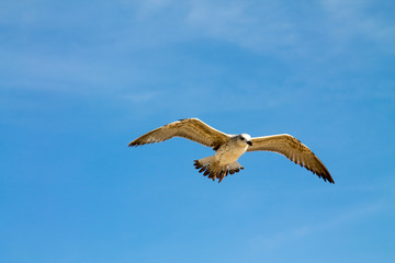 A lone gull in a clear blue sky with small white clouds.
