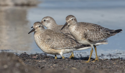 alpenstrandläufer trio