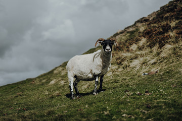 Ziege Schottland West Highland Way