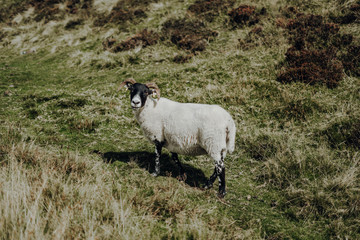 Obraz premium Ziege Schottland West Highland Way