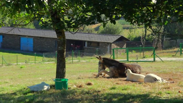 A DONKEY, TWO GOATS AND A GOOSE RESTING ON THE SIDE OF A TREE