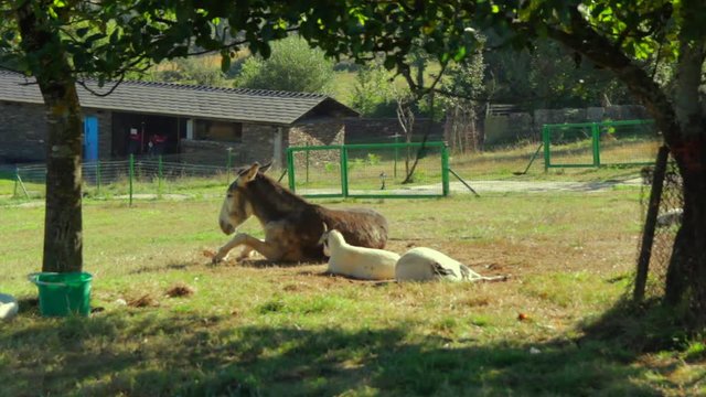 A DONKEY, TWO GOATS AND A GOOSE RESTING ON THE SIDE OF A TREE