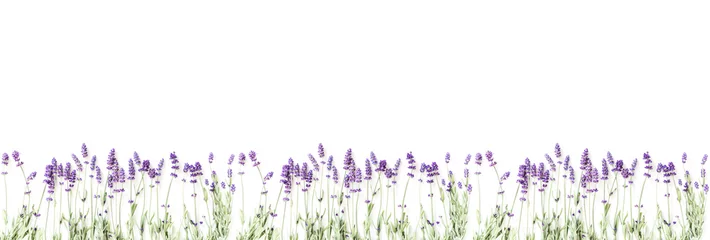 Photo sur Plexiglas Lavande Composition de fleurs. Cadre fait de fleurs de lavande fraîches sur fond blanc. Lavande, fond floral. Mise à plat, vue de dessus, espace de copie, bannière