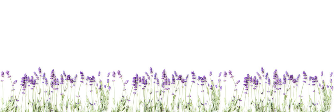 Flowers composition. Frame made of fresh lavender flowers on white background. Lavender, floral background. Flat lay, top view, copy space, banner 