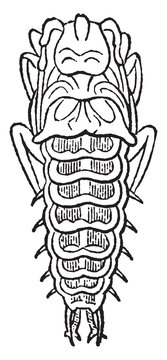 Larva of Mormolyce Phyllodes, vintage illustration.