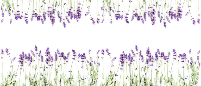 Fototapeta Flowers composition. Frame made of fresh lavender flowers on white background. Lavender, floral background. Flat lay, top view, copy space, banner 
