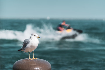 Möwe mit Jet Ski Fahrer im Hintergrund