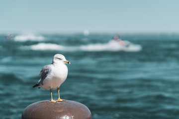 Möwe mit Jet Ski Fahrer im Hintergrund