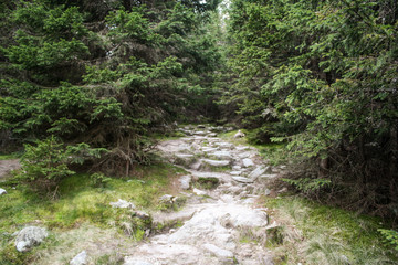 Forest hikking trail