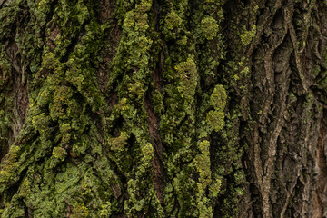 green Shield Lichen and moss Close-Up on old dark Tree Bark