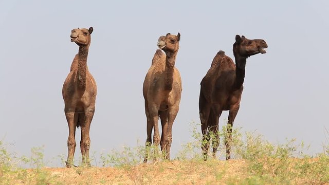 Three camel at the Pushkar Fair, Pushkar Camel Mela in Rajasthan, India