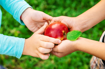 Child with an apple. Selective focus. Garden.