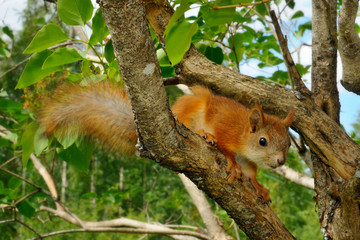 Squirrel pup on a lilac / Squirrel pup is sitting on a lilac tree, Puumala, Finland