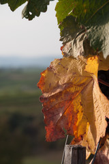 Weinrebe und Weinblatt, Herbst, Weinlese, Wachau, Krems