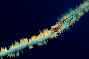 Balance master / Whip coral goby (Bryaninops yongei (Lat) (family Gobiidae) is sitting on a whip (wire) coral (Cirripathes anguina), Panglao, Philippines