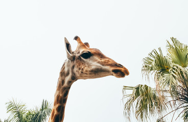 giraffe head on a white background