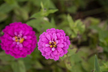 Obraz premium 百日草