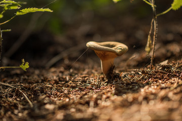 Lactarius is a genus of mushroom-producing, ectomycorrhizal fungi, containing several edible species. The species of the genus, commonly known as milk-caps