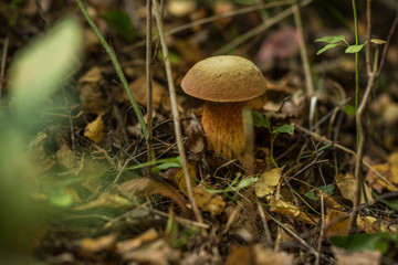 Suillellus is a genus of bolete fungi in the family Boletaceae