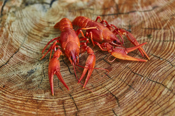 Crawfish cooked and served on wooden background