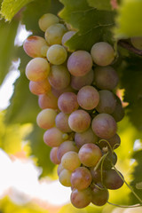 pink grapes on the vine