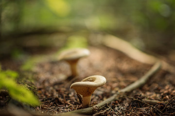 Lactarius is a genus of mushroom-producing, ectomycorrhizal fungi, containing several edible species. The species of the genus, commonly known as milk-caps