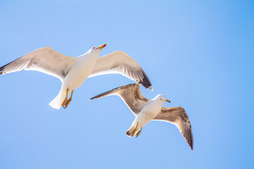 Fototapeta na wymiar A pair of gulls in a clear blue sky with small white clouds.