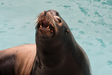 Sea Lion from NY aquarium