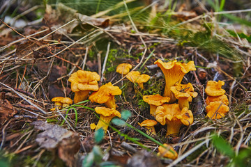 large group of chanterelles growing in forest