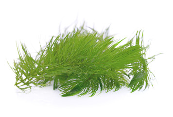 Green hydrilla isolated on white background (hydrilla)