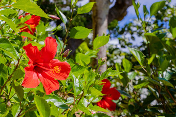 沖縄石垣島のハイビスカス　南国イメージ