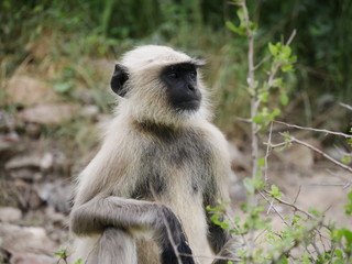 monkey amber fort jaipur