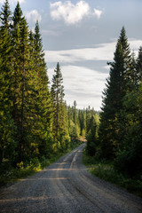 dirt road leading through evergreen trees, Trysil, Norway's largest ski resort