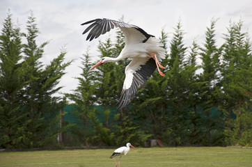White stork (Ciconia ciconia) flying over a field where there is another stork © Raquel Pedrosa