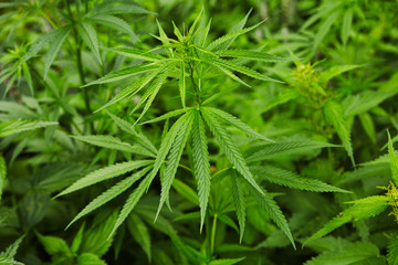 Green fresh marijuana leaves pattern