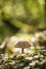 forest mushrooms fungus