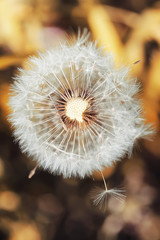 Fototapeta premium Autumn nature. Leaves and bushes with the yellow leaves in the p